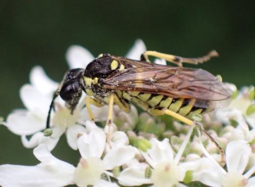 Réf. 335 993 : Tenthredo arcuata